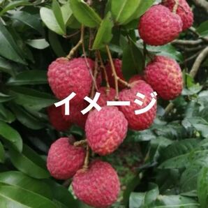 ☆★クリスマスセール★☆ センシンホウ 仙進奉 ライチ苗木 接木苗 1本 送料込み