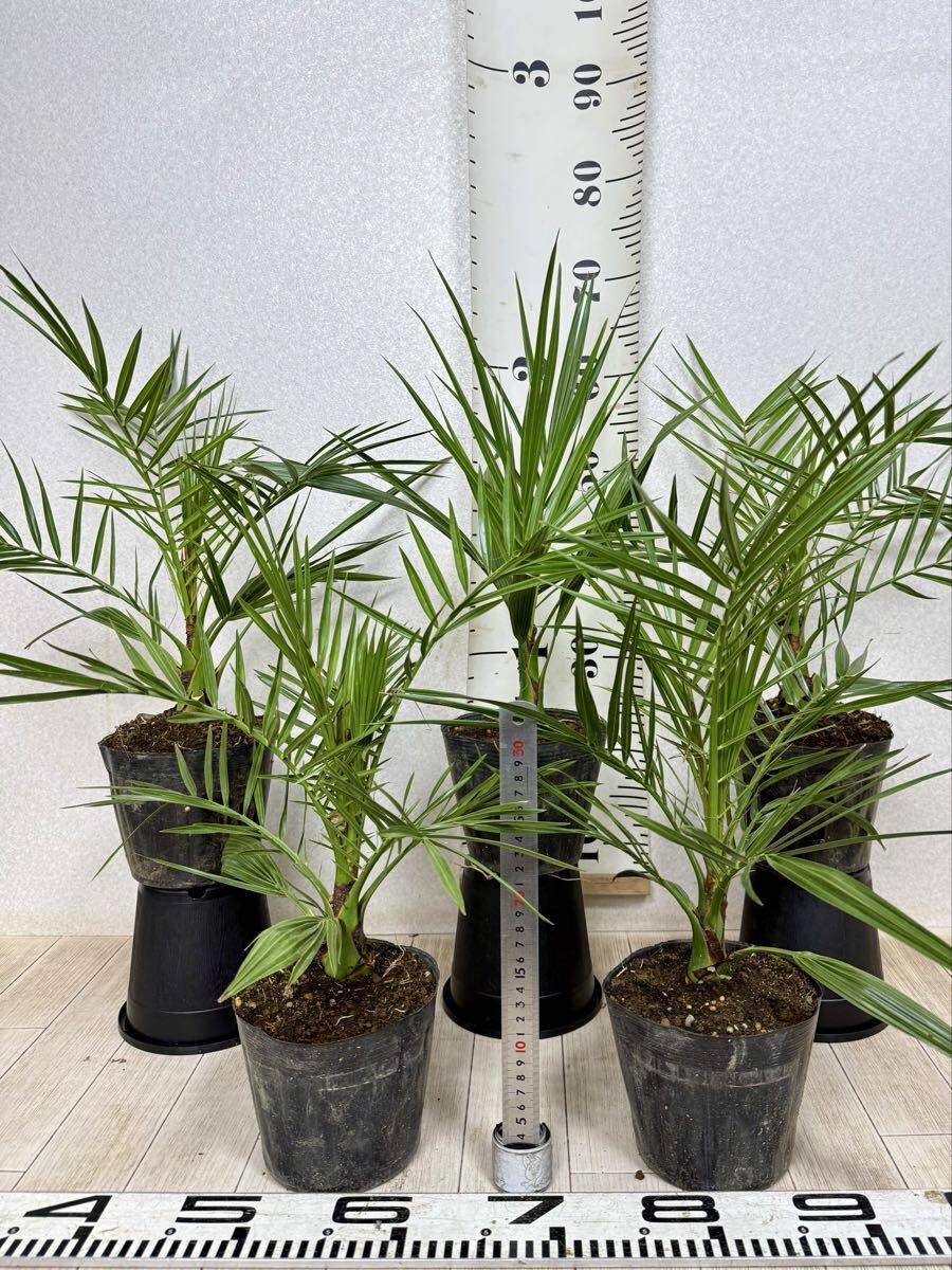 2025年最新】Yahoo!オークション -カナリーヤシの中古品・新品・未使用