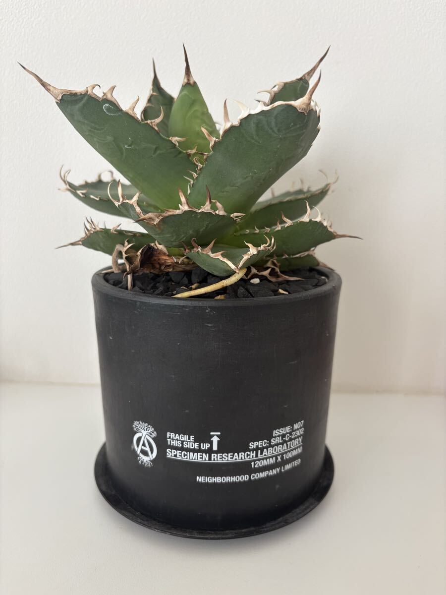 2025年最新】Yahoo!オークション -アガベ チタノタ fo-076の中古品