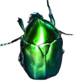 カナブンページ 成虫 - クワガタ横丁