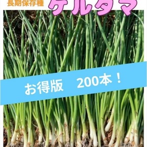 送料込み☆お得版★失敗知らずのプロ苗◆玉ねぎ『ケルたま』◆200本