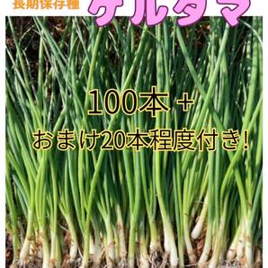 失敗知らずのプロ苗◆玉ねぎ『ケルたま』◆100本+おまけ20本程度 送料込み☆