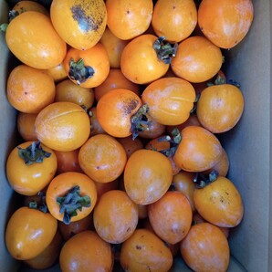 香川県産●愛宕柿●小★約10kgです。 あたご柿 渋柿