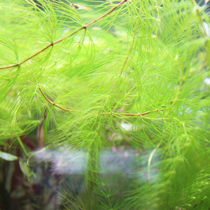 【いつもの倍】マツモ大量!送料無料