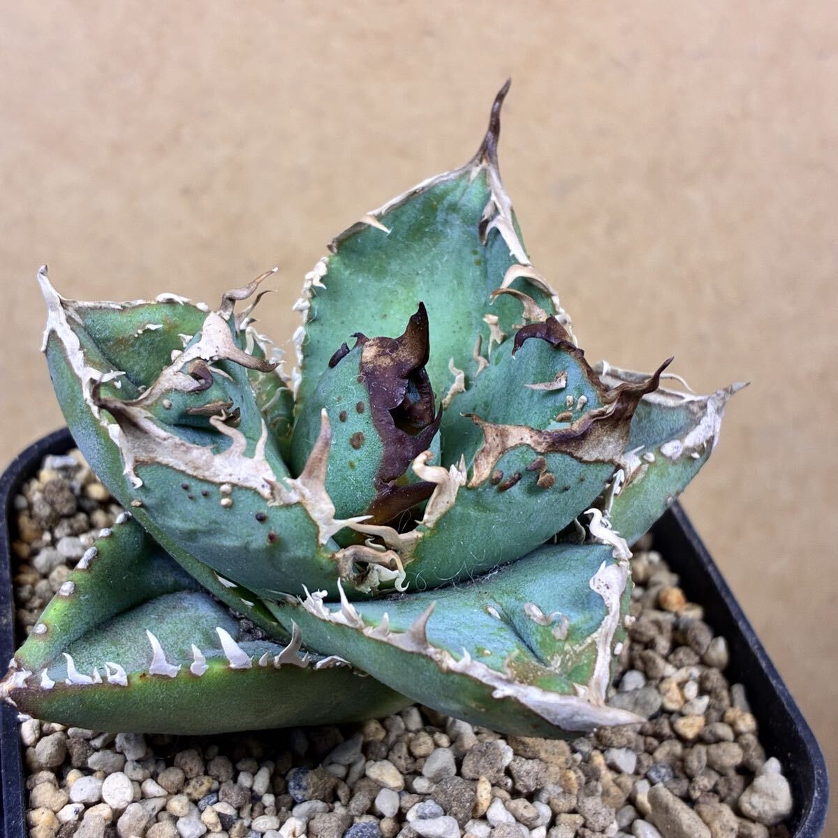 2025年最新】Yahoo!オークション -アガベ チタノタ ブツブツの中古品