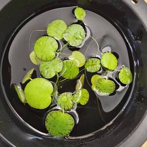 アマゾンフロッグピット 10株