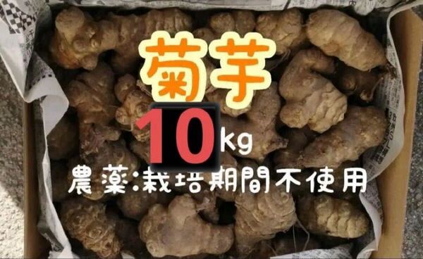 【栽培期間中農薬不使用】菊芋 キクイモ 箱込み10kg ほりたて新鮮 いも