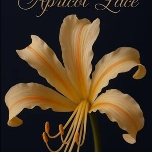 彼岸花 リコリス 球根 <アプリコット レース> ● 超特大球:2球:高級 交配 選抜種