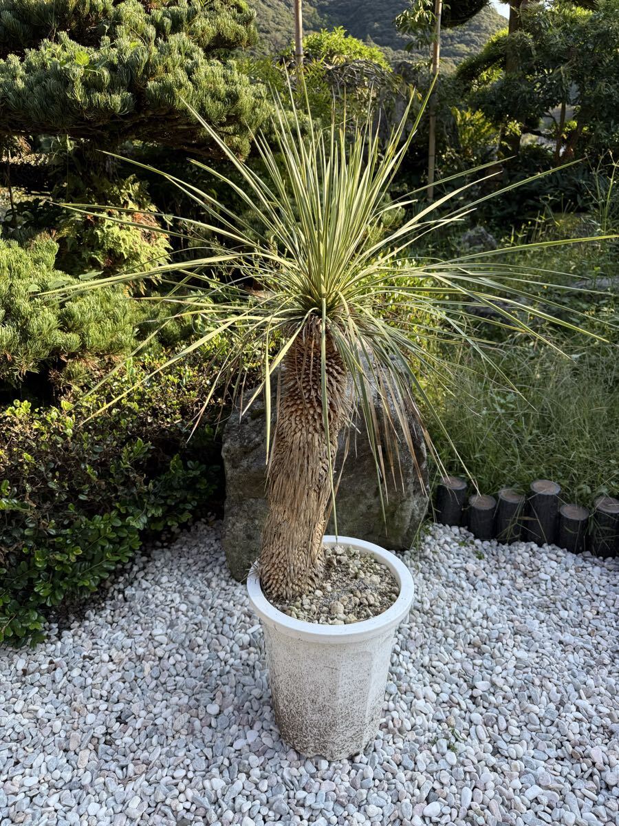 2025年最新】Yahoo!オークション -ユッカロストラータ(観葉植物)の中古