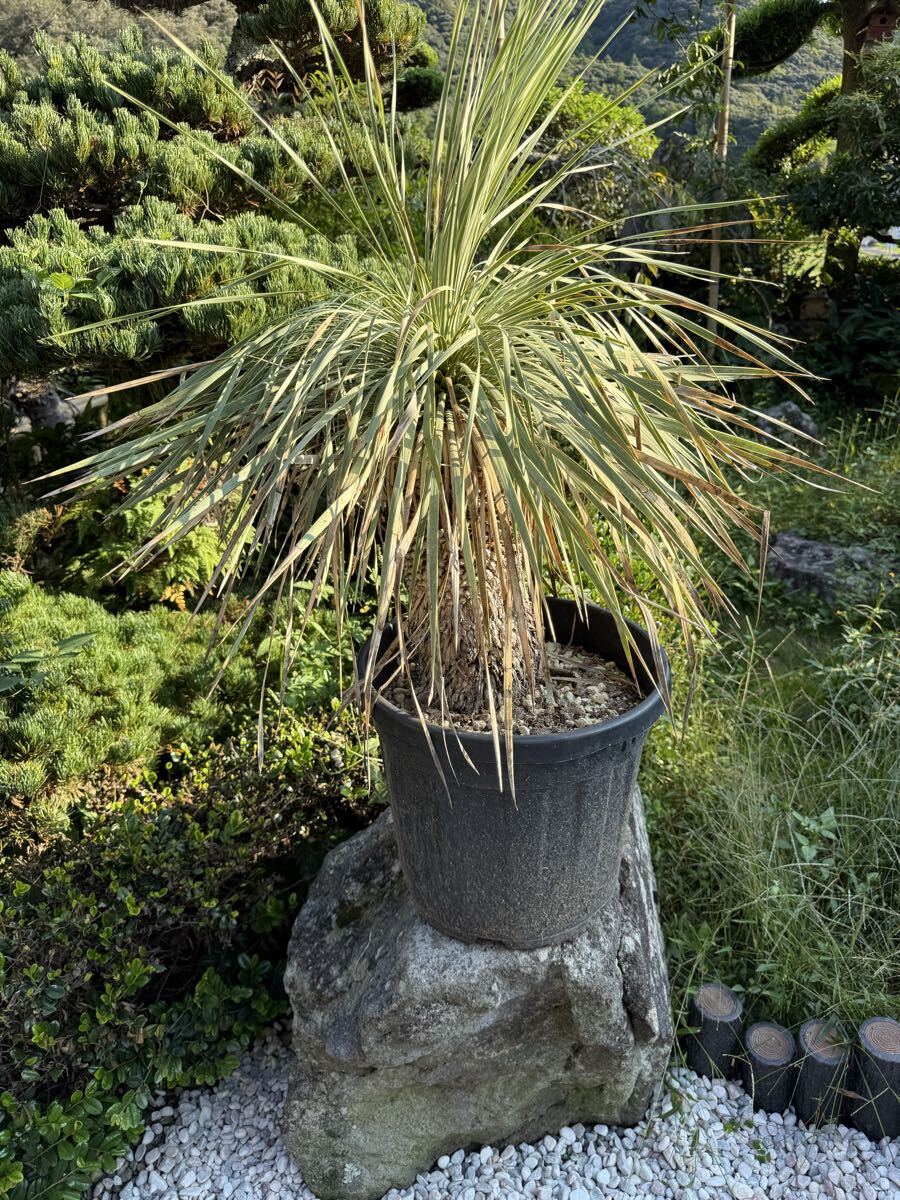 2025年最新】Yahoo!オークション -ユッカロストラータ(観葉植物)の中古