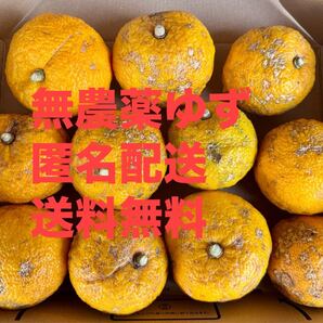匿名配送★大好評★新鮮 無農薬 柚子 約1.4kg 11個 即日発送 冬至 柚子湯 ゆず 群馬県産 即決価格 柚子ジャム、柚子みそ 本柚子