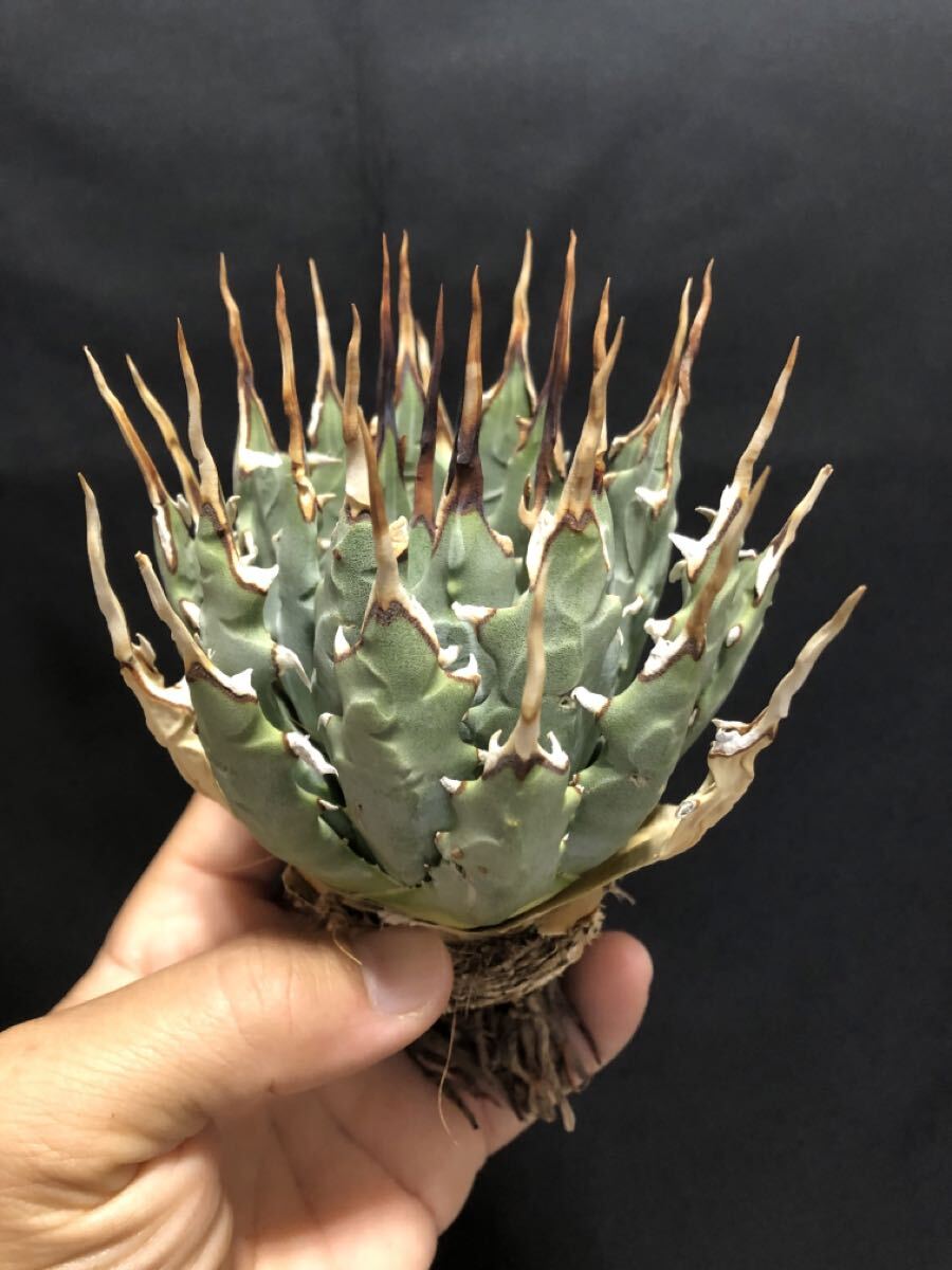 2025年最新】Yahoo!オークション -アガベ ユタエンシス