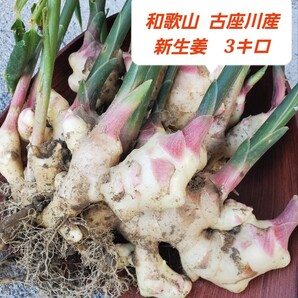 和歌山 古座川産 新生姜3kg 栽培期間中農薬化学肥料不使用 しょうが