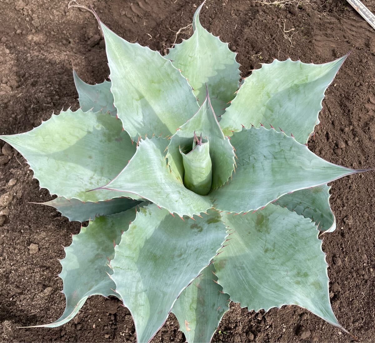 2025年最新】Yahoo!オークション -アガベオバティフォリア(花、園芸)の