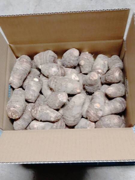 さといも里芋 サトイモ 福井県奥越前上庄産 土付き 2Lサイズ厳選品 5Kg箱