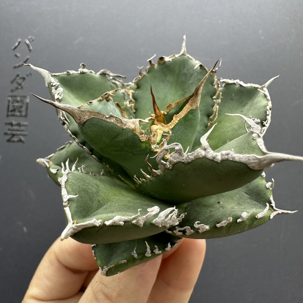 アガベ　チタノタ　鰐亀　子株 アガベ・チタノタ 鰐亀（芽）-029｜agave titanota alligator sna