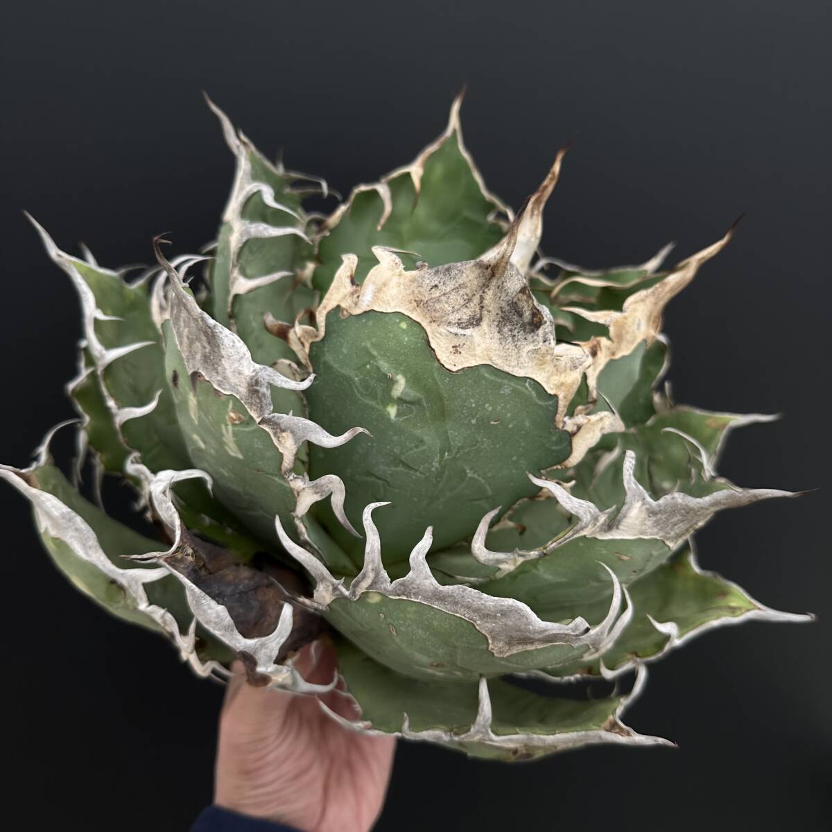 2025年最新】Yahoo!オークション -アガベ オアハカ オテロイ(アガベ)の