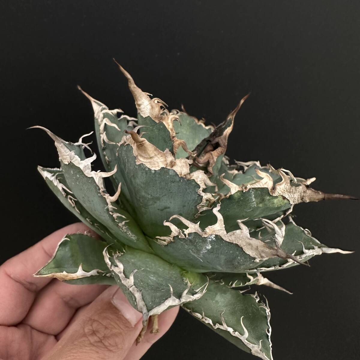 2025年最新】オアハカに関連するアガベ商品一覧 - Yahoo!オークション