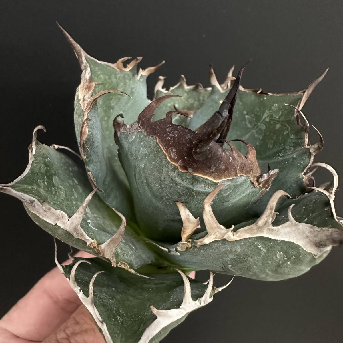 2025年最新】Yahoo!オークション -アガベ オアハカ(アガベ)の中古品