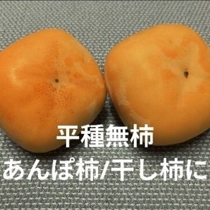 平種無柿(渋柿)約10kg 奈良県五條市西吉野産 ゆうパック限定