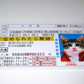 【なめ猫 免許証風 ブロマイド トラ吉】なめんなよ猫 なめねこ 癒し 癒やし 猫 かわいい 可愛い ネコ コスプレ トレカ 癒し系 ゴールド免許