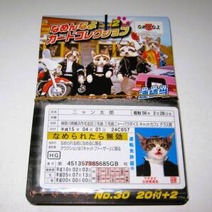 新品【なめ猫 カード 22枚】D なめんなよ なめねこ 猫 ねこ なめんなよ猫 かわいい 可愛い 癒やし 癒し 癒し系 猫写真 まとめ売り