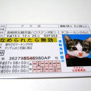 【なめ猫 免許証風 ブロマイド ドラ吉】なめんなよ猫 なめねこ 金 猫 かわいい 可愛い ネコ コスプレ トレカ 癒し系 ゴールド免許 癒し