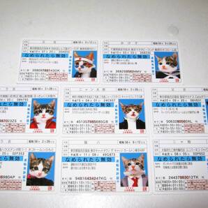 【なめ猫 ブルー免許風 ブロマイド 8枚セット】猫 癒し なめねこ なめんなよ猫 かわいい 可愛い ネコ キャラクター コレクション コスプレ