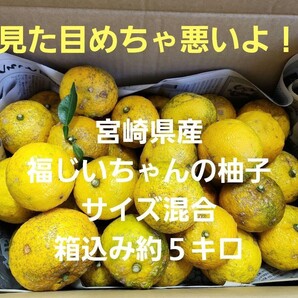 ▲見た目悪いよ!!宮崎県産 無農薬 福じいちゃんの 柚子 サイズ色々 箱込み約5キロ