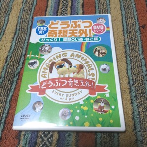 どうぶつ奇想天外 びっくり 笑撃のいぬ ねこ編 TBS発 DVDシリーズ 久保田智子 ナレーション