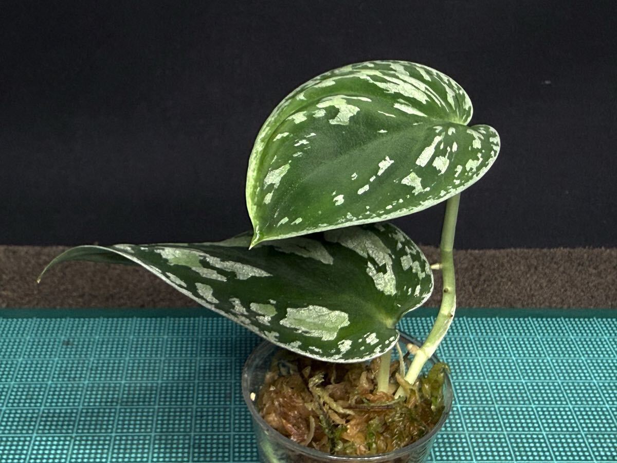 2025年最新】Yahoo!オークション -スキンダプサスの中古品・新品・未