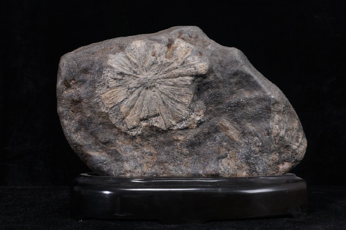 2025年最新】Yahoo!オークション -菊花 石(原石)の中古品・新品・未