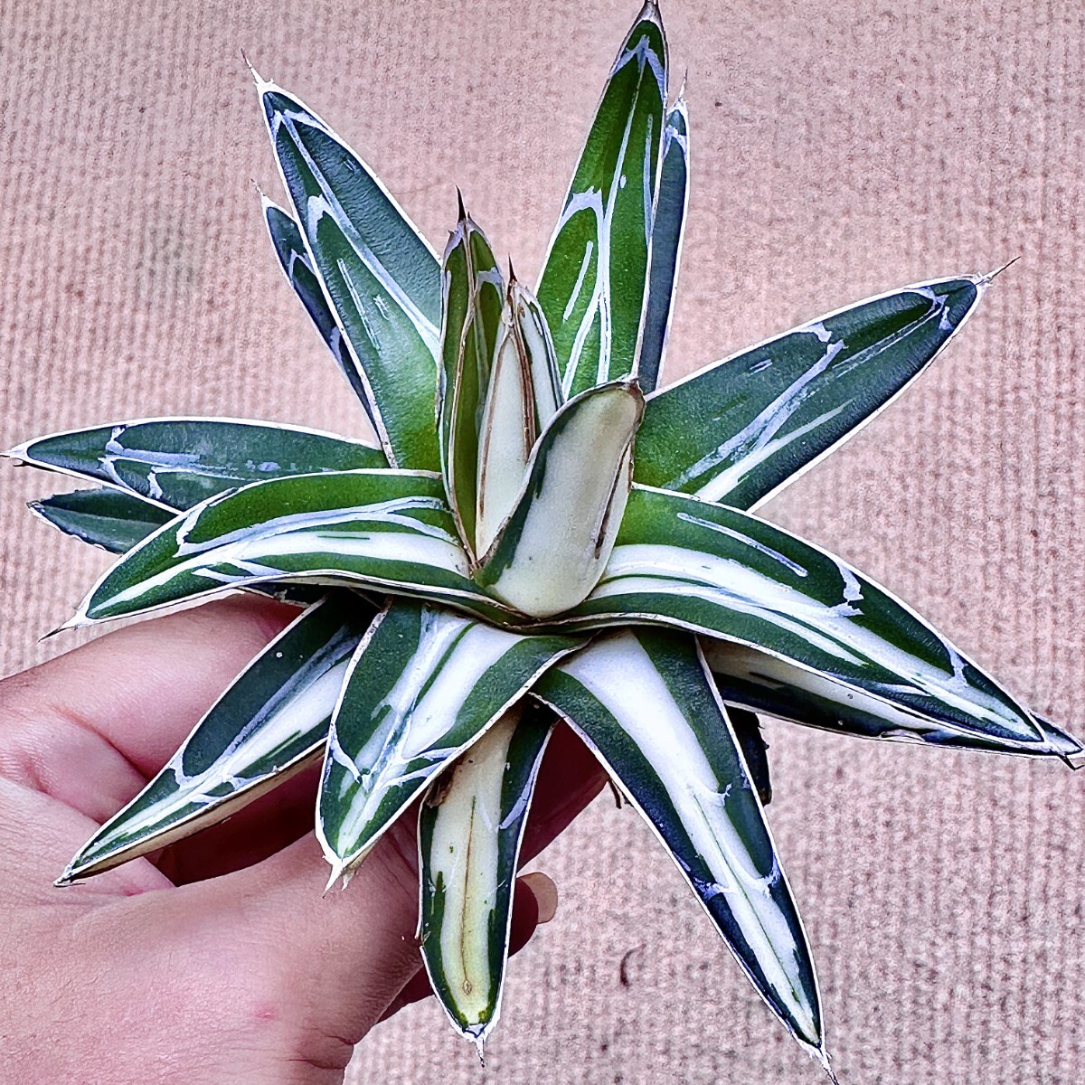 Yahoo!オークション -「アガベ 氷山」の落札相場・落札価格