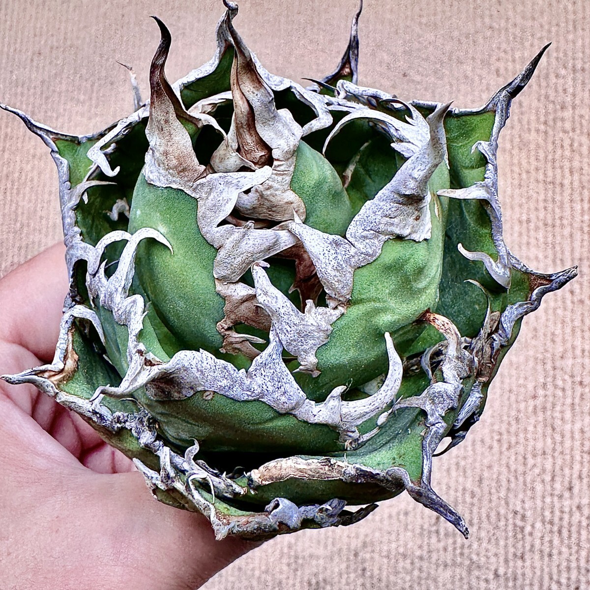 2025年最新】アガベ シーザーの観葉植物商品一覧 - Yahoo