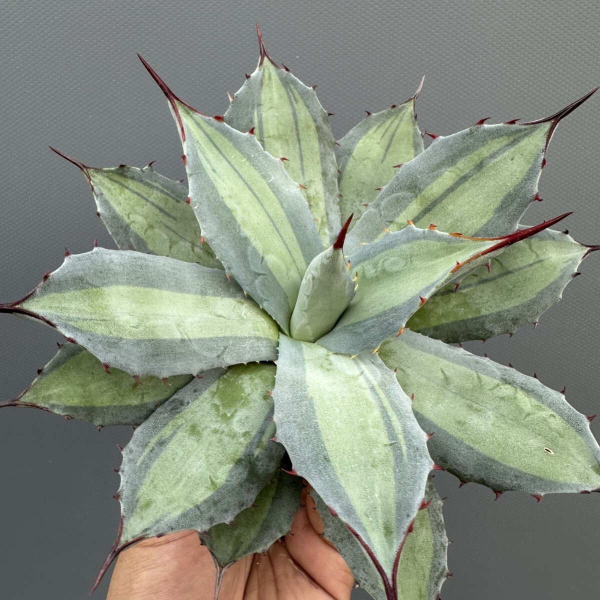 吉祥天　　超大株 Yahoo!オークション -「アガベ 吉祥天」の落札相場・落札価格