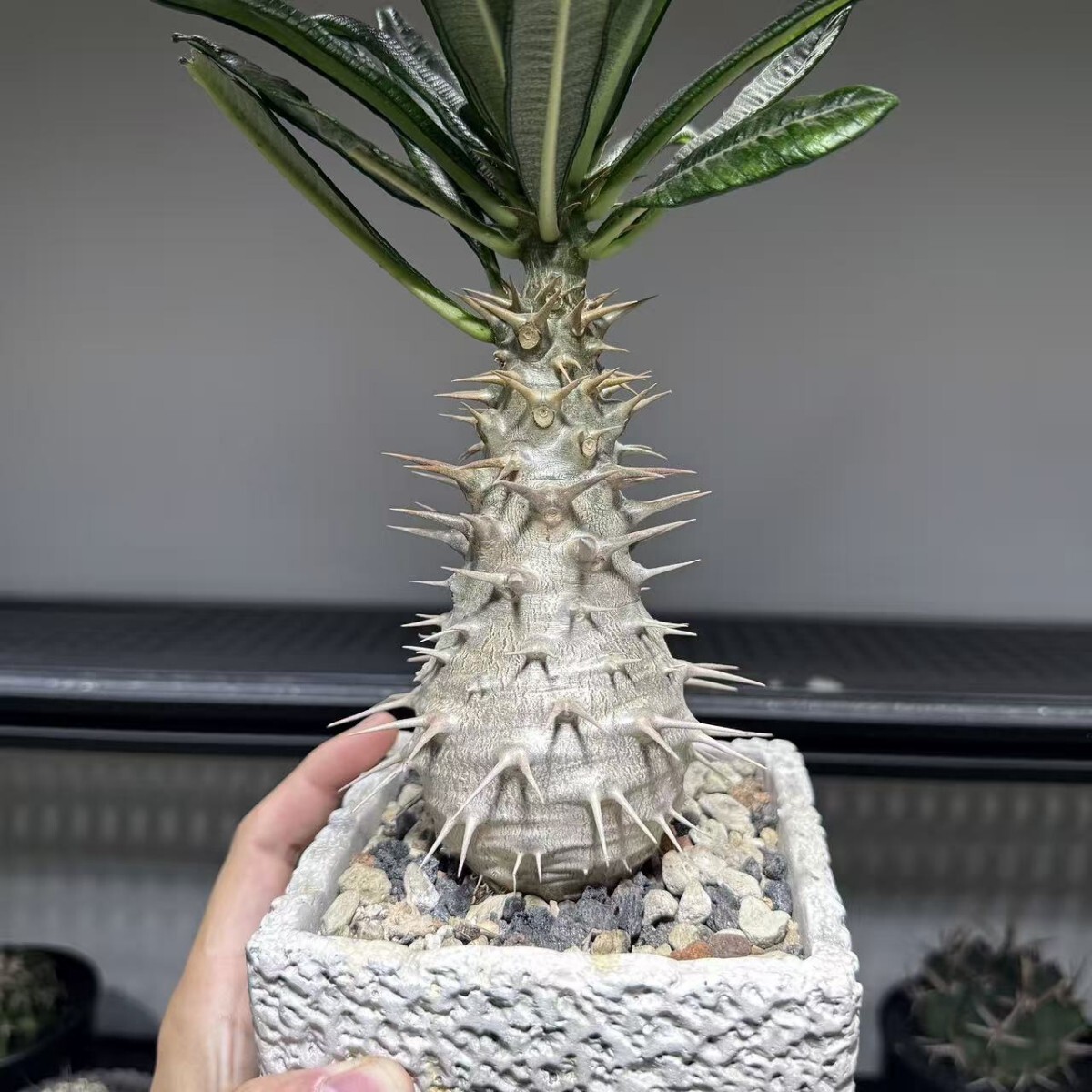 アンボンゲンセ　実生　でっぷり　良型　コレクション　超美株 アンボンゲンセ 実生 でっぷり 良型 コレクション 超美株