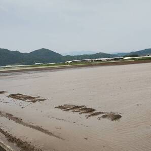 【令和7年産】 滋賀県産キヌヒカリ 玄米20 ㎏ 環境こだわり米 減農薬 農家直送 送料無料