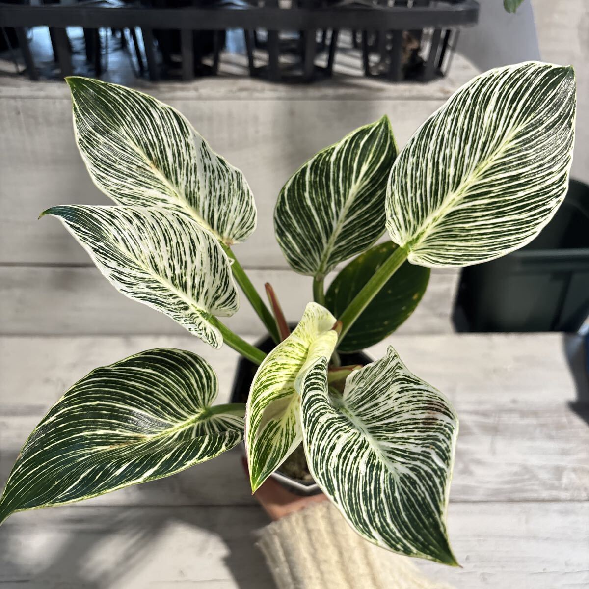 2025年最新】Yahoo!オークション -フィロデンドロン(観葉植物)の中古品