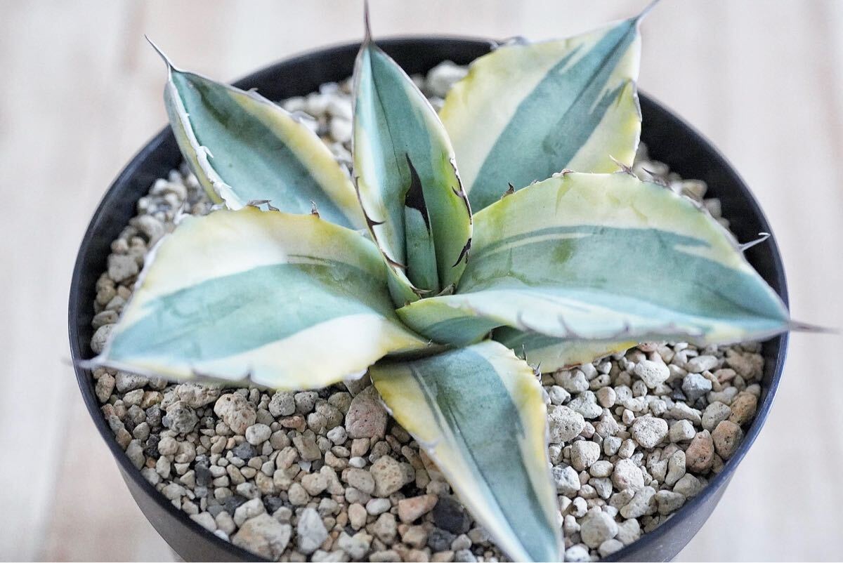 Yahoo!オークション -「アガベ ホワイトアイス」(観葉植物) の落札相場