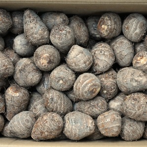 さといも 里芋 サトイモ 富山県南砺市山野産 土つきLサイズ厳選品 10kg箱