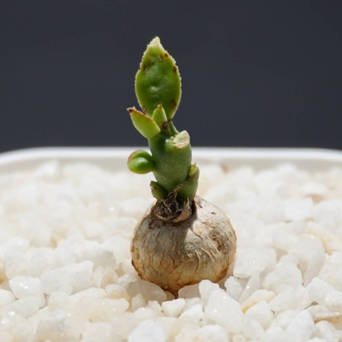 Yahoo!オークション - レア/新種【海外実生】ユーフォルビア・エムウィ