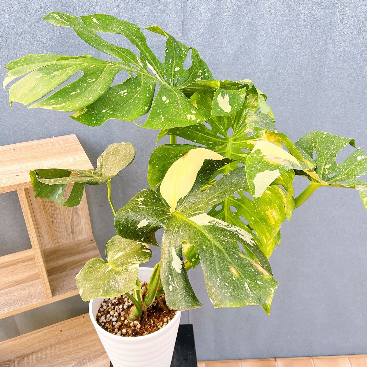 訳あり モンステラ メデューサ 特選株 hq720.jpg?sqp=-