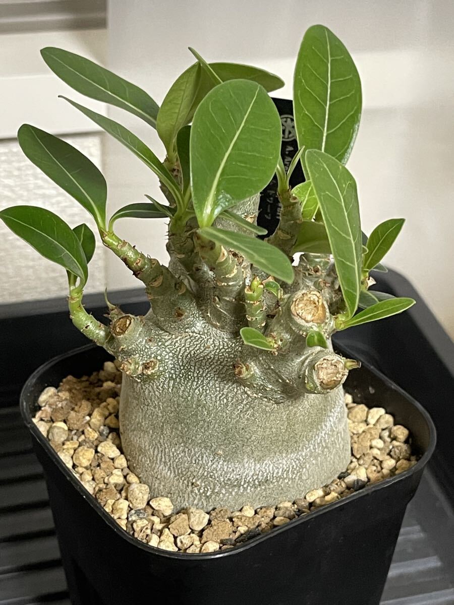 2025年最新】Yahoo!オークション -アデニウム(花、園芸)の中古品・新品