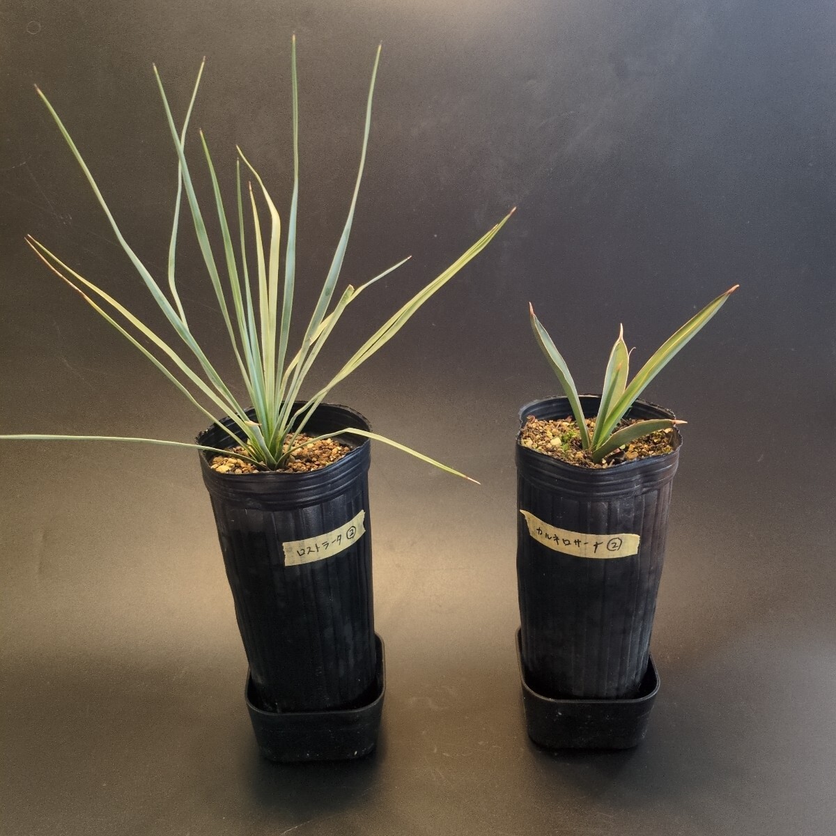 2025年最新】Yahoo!オークション -ユッカ・ロストラータ(ユッカ)の中古