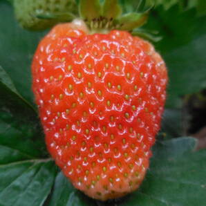 イチゴ いちご 苗 13株 (撮影日11月14日 3枚目~10枚迄)