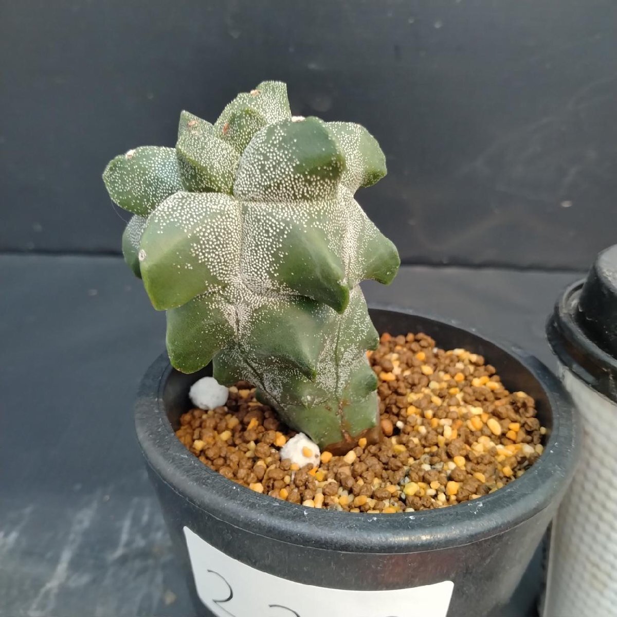 2025年最新】Yahoo!オークション -サボテン ランポーの中古品・新品