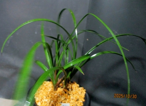 Yahoo!オークション -「韓国春蘭」(鉢植え) の落札相場・落札価格