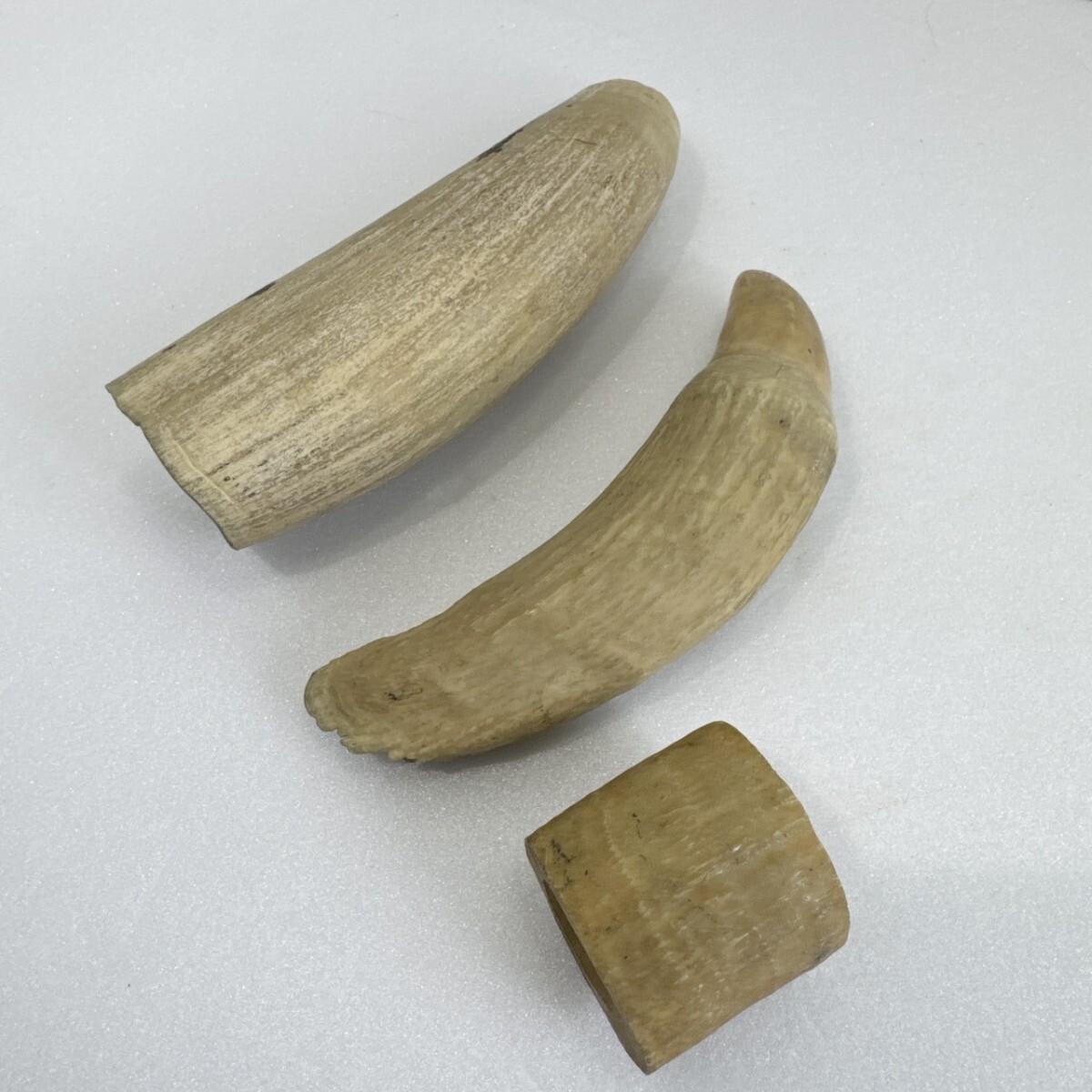 Yahoo!オークション -「マッコウクジラ歯」(アンティーク