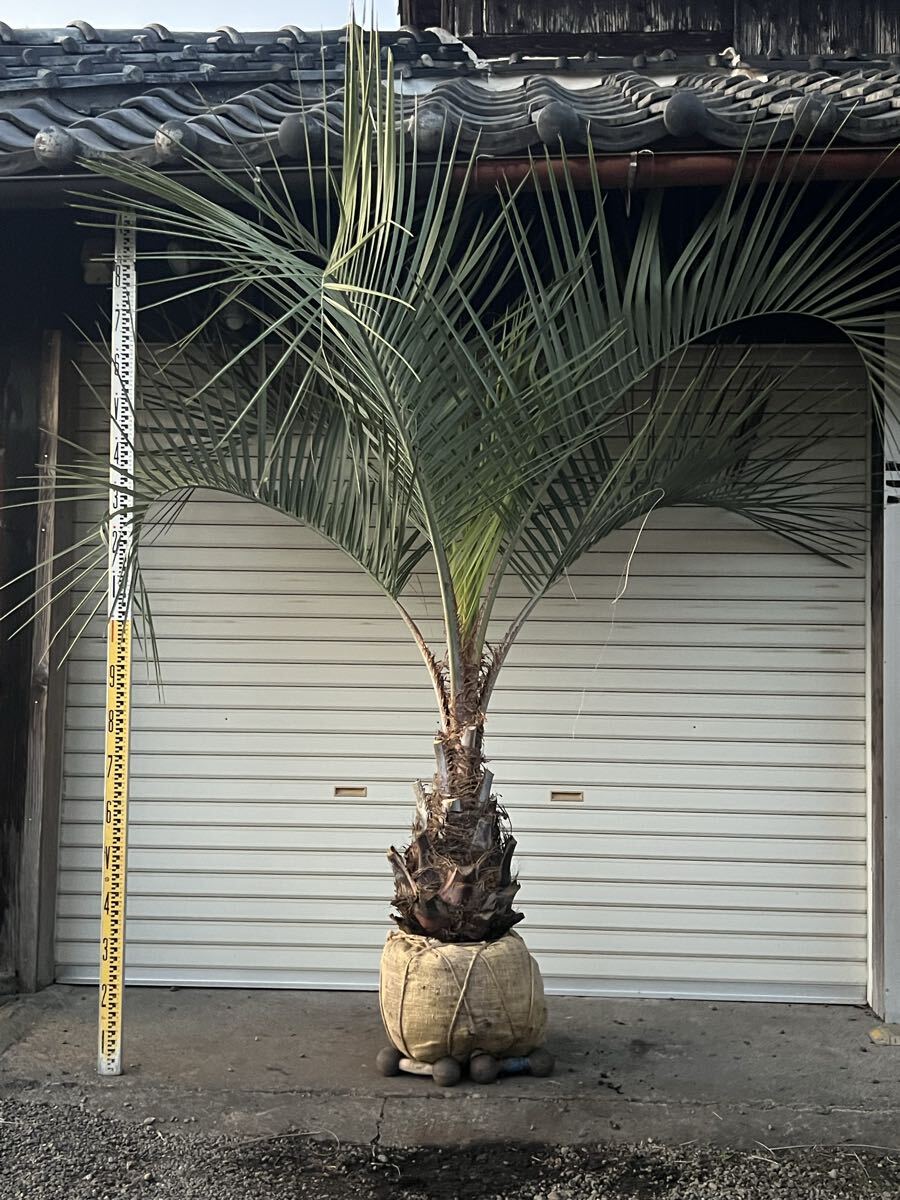 2025年最新】Yahoo!オークション -ココスヤシ シルバーリーフの中古品