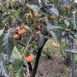 愛知県産 次郎柿12kg 無農薬
